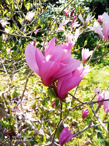 Agata-Grodniewicz-7a-Kwiat-magnolii